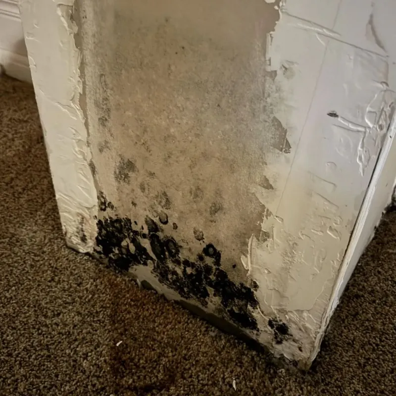 Professional Mold Removal in Grand Forks County, ND